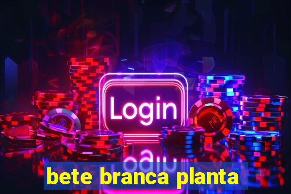 bete branca planta